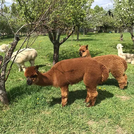 Vakantiehuis Ferienhaus Hedwig