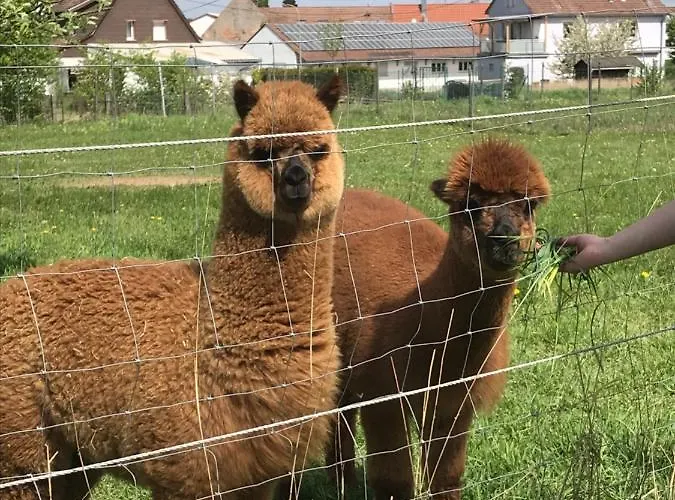 Ferienhaus Hedwig * Landau in der Pfalz